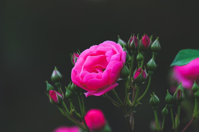 Floral Elegance